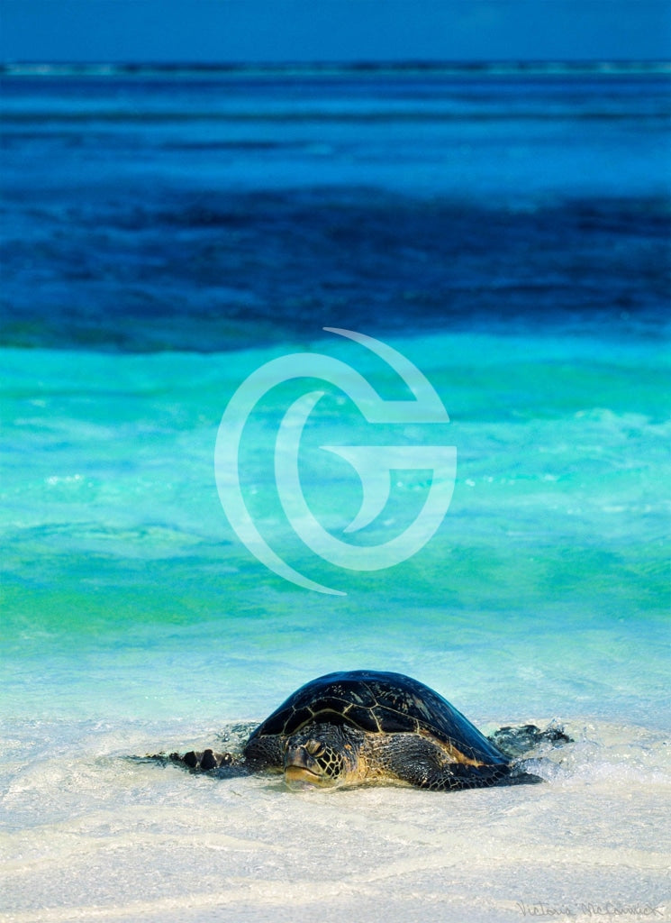Metal Print - Return Of The Honu