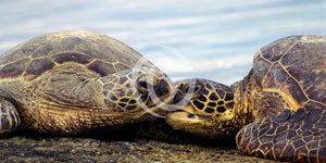 The Honu Connection Photo Print On Canvas