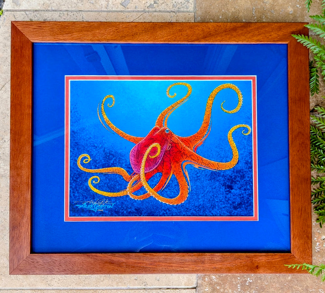 Octopus Oasis 000