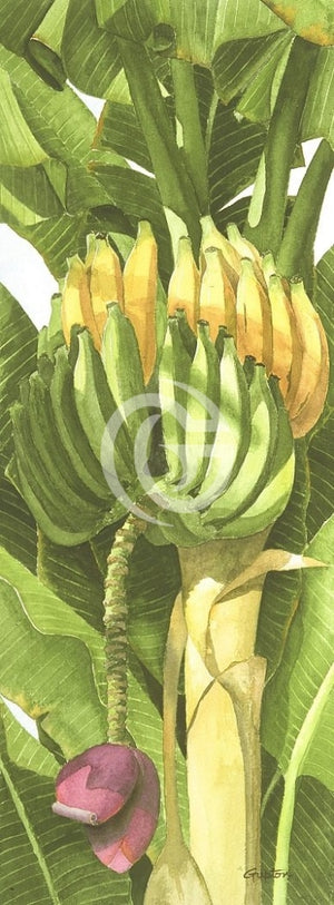 Bananas Canvas Giclees