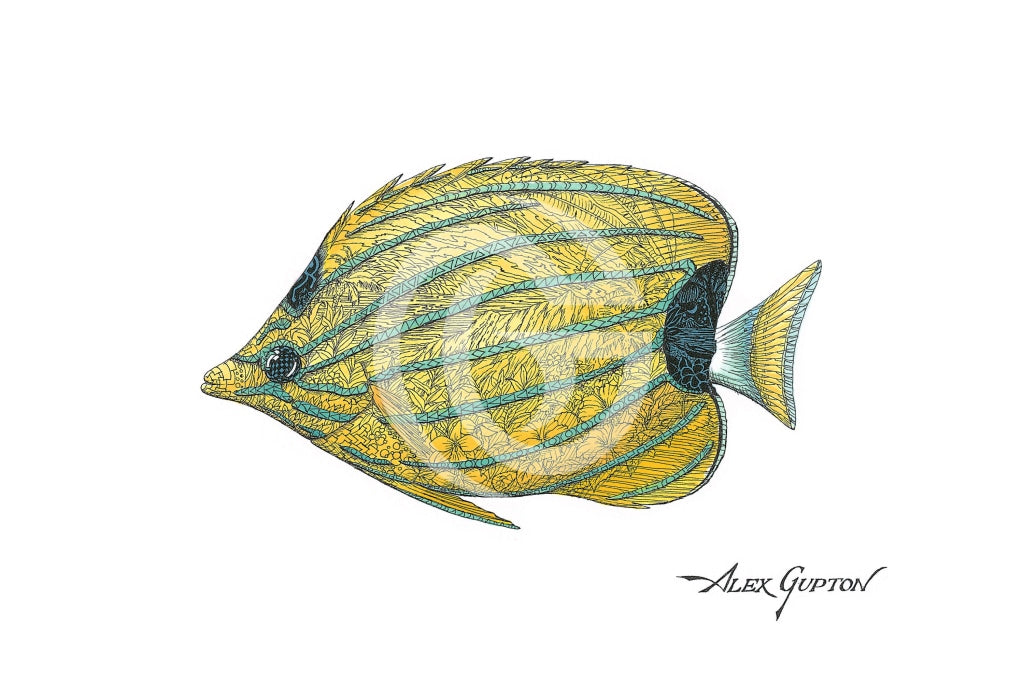 Bluestripe Butterflyfish - (Swimming Out Of The School Series) Canvas Giclees