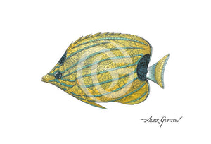 Bluestripe Butterflyfish - (Swimming Out Of The School Series) Canvas Giclees