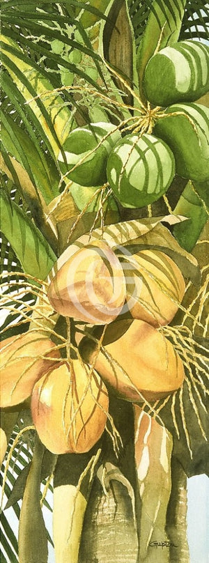 Coconuts Canvas Giclees