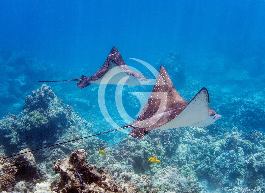 Paper Print - Courtship Of The Spotted Eagle Ray