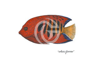 Flame Angelfish - (Swimming Out Of The School Series) Canvas Giclees