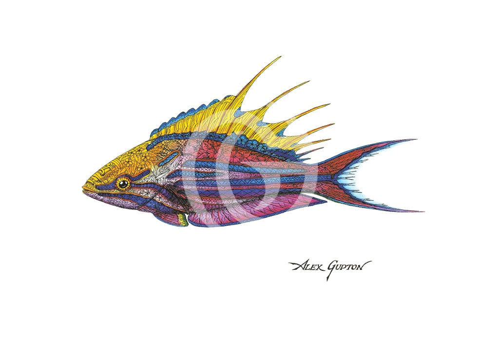 Filamentous Flasher Wrasse - (Swimming Out Of The School Series) Canvas Giclees