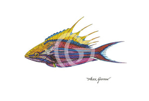 Filamentous Flasher Wrasse - (Swimming Out Of The School Series) Canvas Giclees