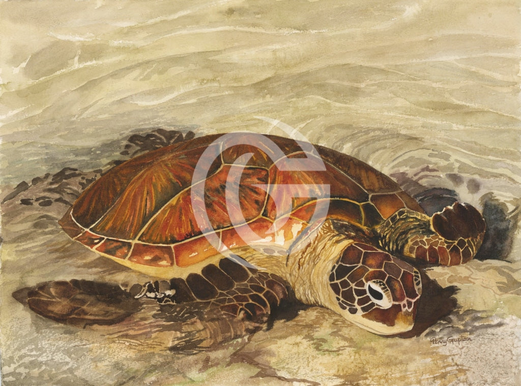 11X14 Paper Prints - Honu Iii Print