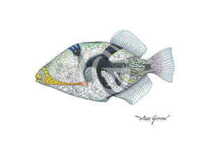 Lagoon Triggerfish - (Swimming Out Of The School Series) Canvas Giclees
