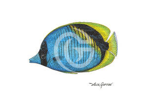 Lined Butterflyfish - (Swimming Out Of The School Series) Canvas Giclees
