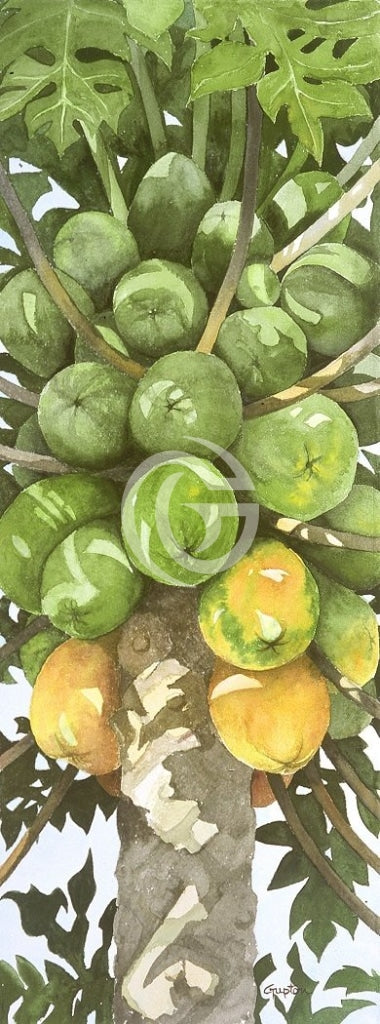 Papaya Canvas Giclees