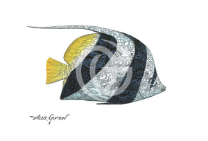 Pennant Butterflyfish - (Swimming Out Of The School Series) Canvas Giclees