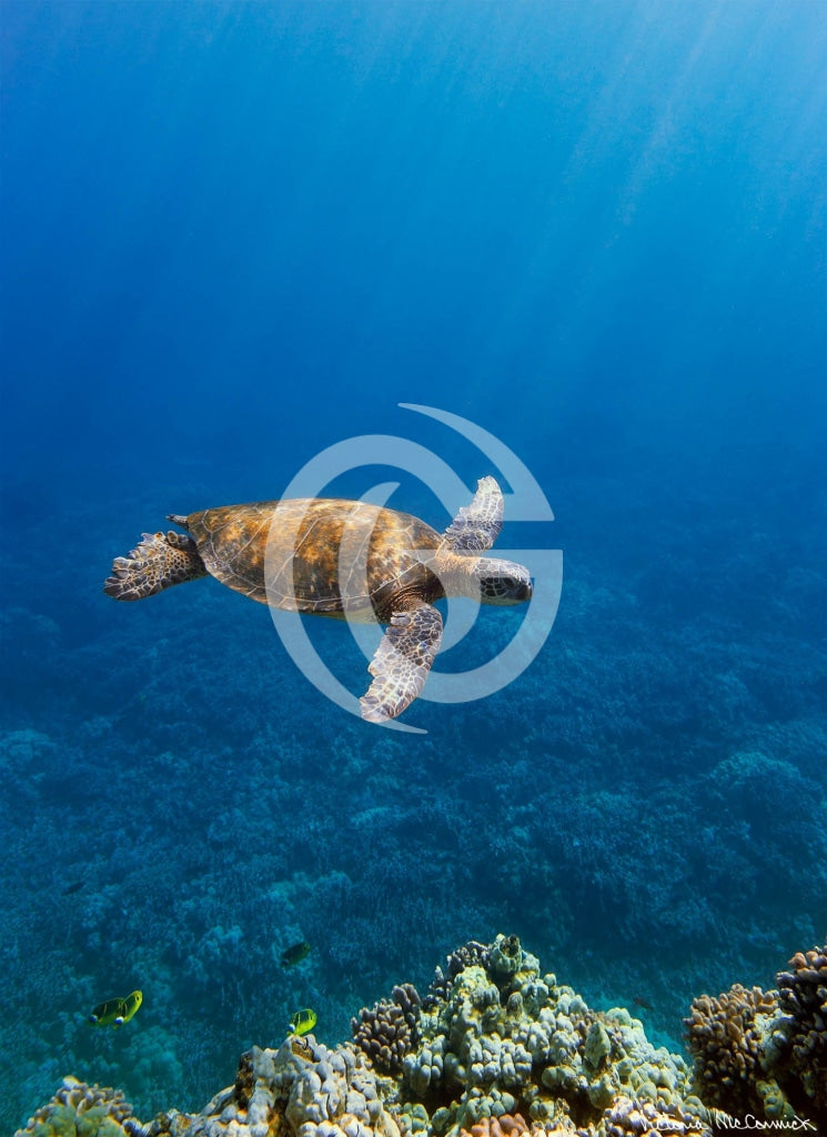 Metal Print - Sea Glider