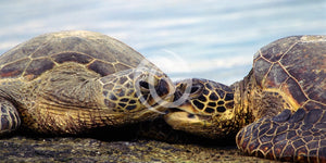 Metal Print - The Honu Connection