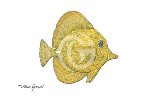 Yellow Tang - (Swimming Out Of The School Series) Canvas Giclees