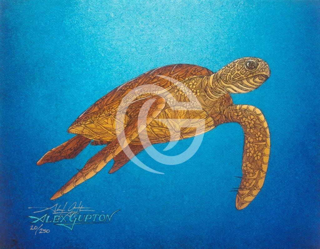 Floating Honu – Gupton Gallery