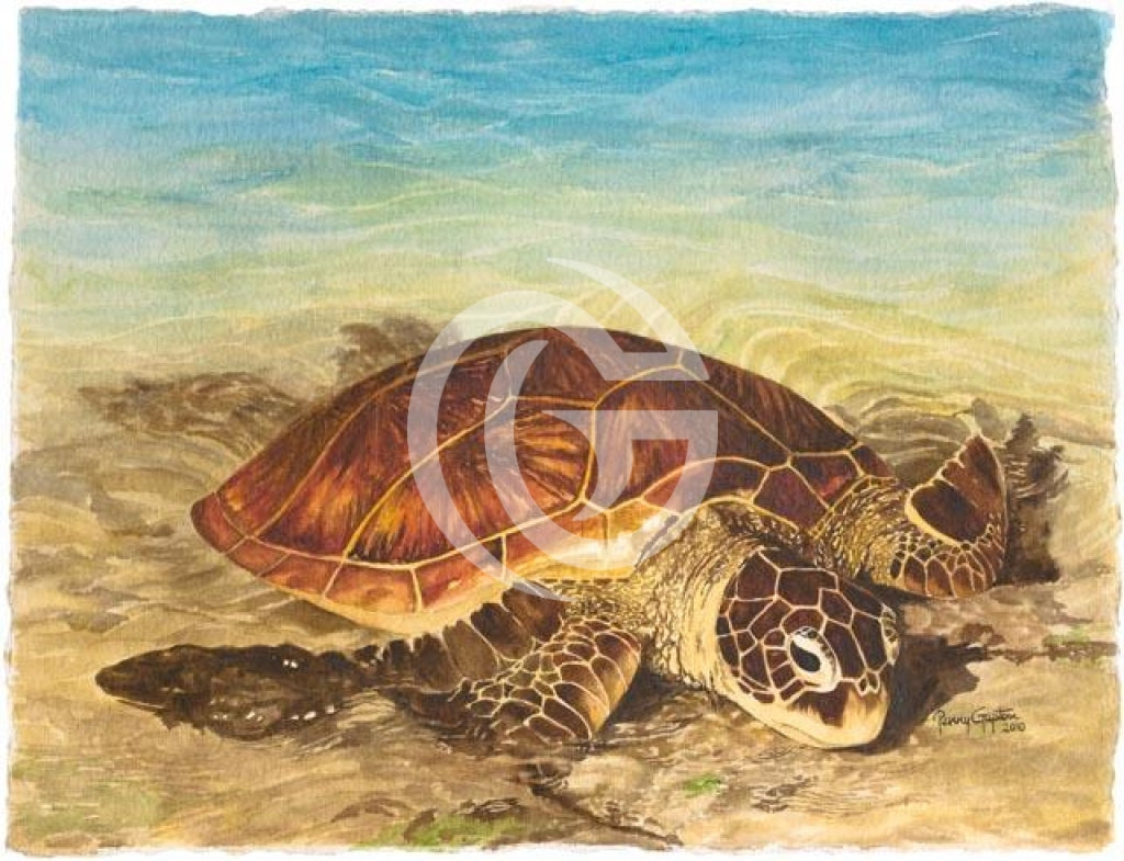 Honu III – Gupton Gallery