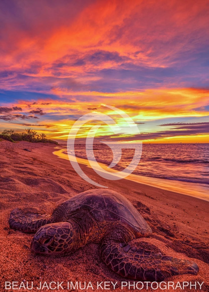 Honu Sunset Metal Print